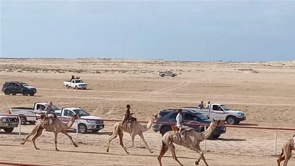 اليوم.. انطلاق مهرجان الهجن بمدينة العريش احتفالا بذكرى تحرير سيناء اليوم.. انطلاق مهرجان الهجن بمدينة العريش احتفالا بذكرى تحرير سيناء