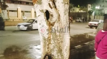 بسبب الألعاب النارية.. اندلاع حريق في شجرة بكورنيش أسيوط