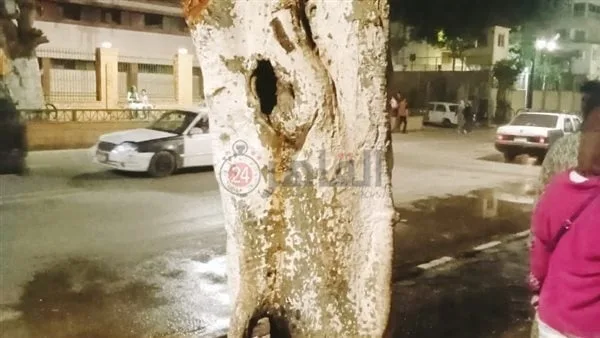 بسبب الألعاب النارية.. اندلاع حريق في شجرة بكورنيش أسيوط بسبب الألعاب النارية.. اندلاع حريق في شجرة بكورنيش أسيوط