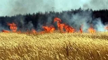 بسبب سيجارة| النيران تلتهم 5 قراريط قمح في قنا.. والحماية المدنية تسيطر