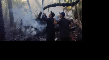 بسبب شرارة من ماكينة ري.. تفاصيل نشوب حريق التهم 20 نخلة شتلات في قنا