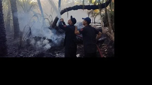 بسبب شرارة من ماكينة ري.. تفاصيل نشوب حريق التهم 20 نخلة شتلات في قنا