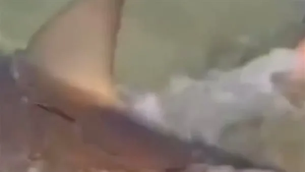 بعد مصرع غواص إسرائيلي.. فيديو لسمكة قرش تسبح في المياه الضحلة يثير ذعر المستوطنين بعد مصرع غواص إسرائيلي.. فيديو لسمكة قرش تسبح في المياه الضحلة يثير ذعر المستوطنين