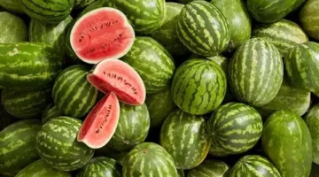 تعرف على أسعار البطيخ اليوم 28 أبريل 2025 بعد الانخفاض الأخير