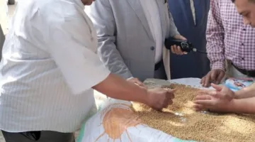 تموين الدقهلية: توريد 3355 طن قمح في أسبوع