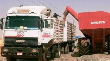 توريد 80 ألف طن قمح محلي لصوامع وشون أسوان