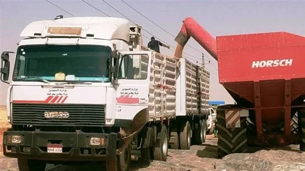 توريد 80 ألف طن قمح محلي لصوامع وشون أسوان توريد 80 ألف طن قمح محلي لصوامع وشون أسوان