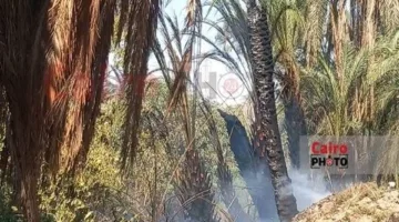 حريق يلتهم 12 نخلة بين قريتي القرايا والنمسا بإسنا في الأقصر