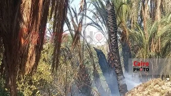 حريق يلتهم 12 نخلة بين قريتي القرايا والنمسا بإسنا في الأقصر