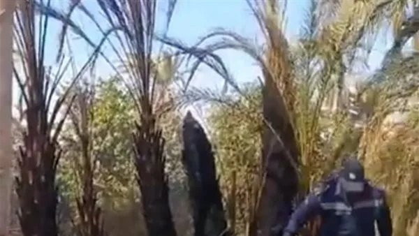 حريق يلتهم 12 نخلة في إسنا.. والحماية المدنية تحاول السيطرة عليه | بث مباشر حريق يلتهم 12 نخلة في إسنا.. والحماية المدنية تحاول السيطرة عليه | بث مباشر