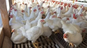 رئيس شعبة الدواجن: استمرار انخفاض الأسعار حتى عيد الأضحى