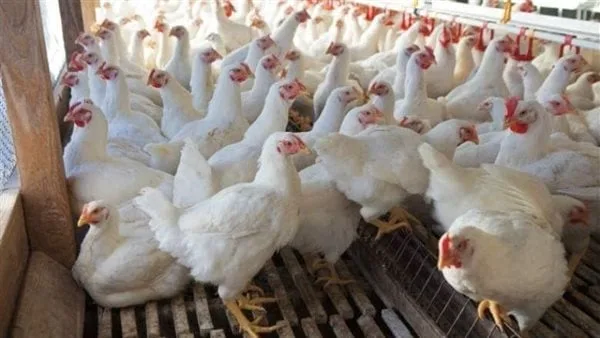 رئيس شعبة الدواجن: استمرار انخفاض الأسعار حتى عيد الأضحى