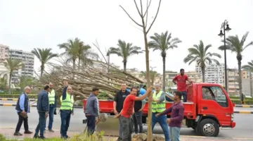 زراعة 1859 شجرة بونسيانا لإحياء تراث بورسعيد| صور