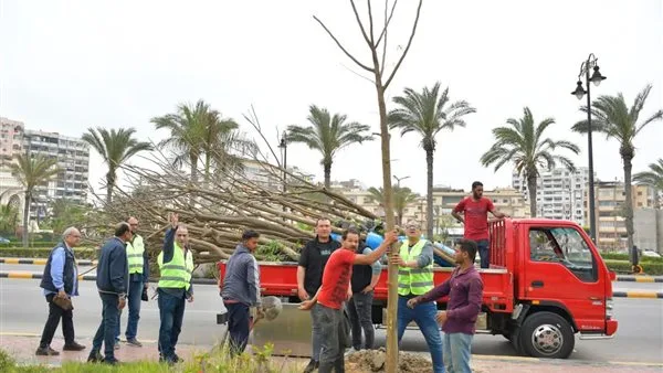 زراعة 1859 شجرة بونسيانا لإحياء تراث بورسعيد| صور زراعة 1859 شجرة بونسيانا لإحياء تراث بورسعيد| صور
