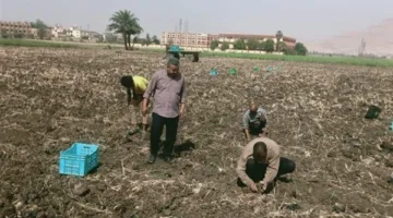 زراعة الأقصر تطلق مرحلة جديدة لزراعة قصب السكر بالشتلات وتقنيات حديثة