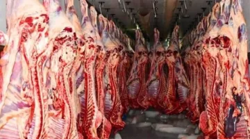 زيادة أم استقرار؟.. شعبة القصابين تكشف مصير أسعار الأضاحي خلال العيد