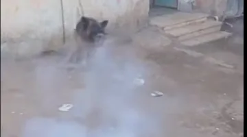 شباب يتخلصون من كلب ضال بعد عقره 4 أشخاص في ملوي بالمنيا