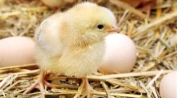 شعبة الدواجن: السعر العادل للكتكوت لا يتخطى الـ20 جنيهًا