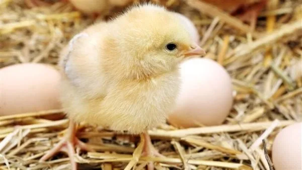 شعبة الدواجن: السعر العادل للكتكوت لا يتخطى الـ20 جنيهًا