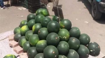 شعبة الفاكهة: تراجع تدريجي لأسعار البطيخ من 250 لـ 70 جنيهًا للواحدة مع زيادة المعروض