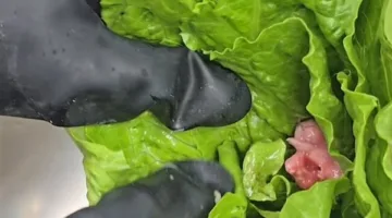 صدمة في بريطانيا.. العثور على جنين فأر ميت داخل خس معروض للبيع