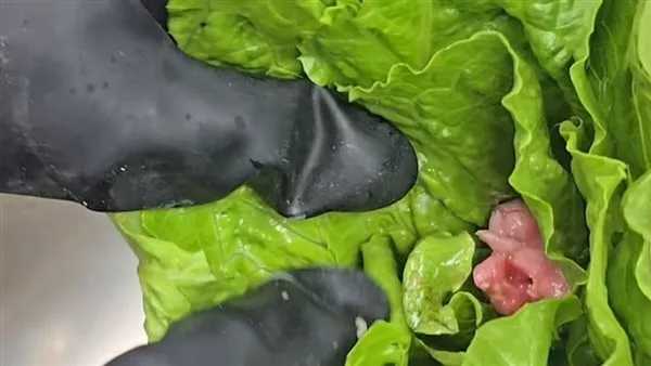 صدمة في بريطانيا.. العثور على جنين فأر ميت داخل خس معروض للبيع صدمة في بريطانيا.. العثور على جنين فأر ميت داخل خس معروض للبيع