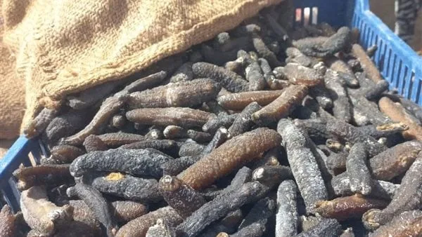 ضبط 778 كيلو من خيار البحر المحظور ومحاريات فاسدة في حملة بالسويس