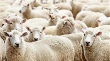 طريقة شراء الأضحية لعيد الأضحى المبارك ونصائح مهمة