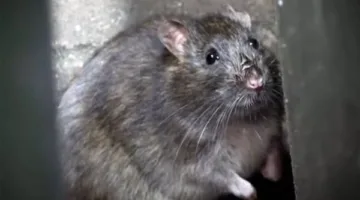 فئران بحجم الكلاب ترعب سكان بريطانيا بسبب أزمة القمامة