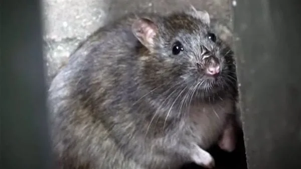 فئران بحجم الكلاب ترعب سكان بريطانيا بسبب أزمة القمامة