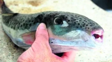 في شم النسيم.. تسمم 4 صيادين من كفر الشيخ بعد تناولهم سمكة الأرنب السامة | بث مباشر