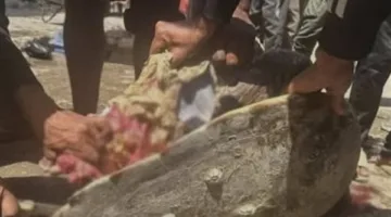 في ظل الجوع والحصار.. أهالي غزة يتناولون السلاحف للبقاء على قيد الحياة