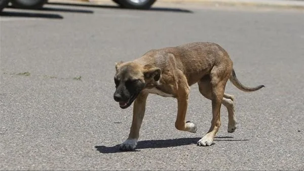 كلب ضال يعقر 6 صغار بقرية بني صالح في الفيوم كلب ضال يعقر 6 صغار بقرية بني صالح في الفيوم