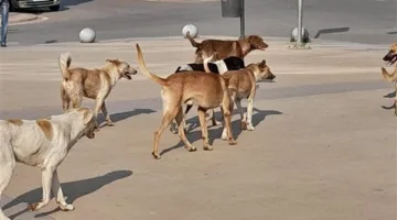 كلب لكل 5 مواطنين.. وكيل نقابة الأطباء البيطريين يحذر من حدوث كارثة