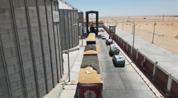 محافظ الوادي الجديد: توريد أكثر من 54 ألف طن قمح بصوامع المحافظة وخارجها