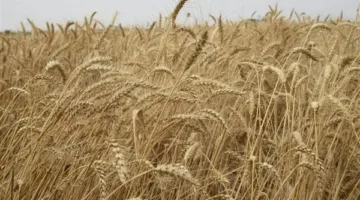 محافظ بورسعيد يشهد موسم حصاد القمح بقرية قبلي ناصر بإجمالي 9535 فدانًا وسط فرحة المزارعين| صور