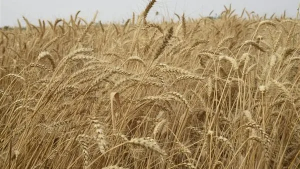 محافظ بورسعيد يشهد موسم حصاد القمح بقرية قبلي ناصر بإجمالي 9535 فدانًا وسط فرحة المزارعين| صور