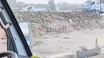 محملة بـ2 طن بنجر.. انقلاب سيارة نقل ثقيل على الطريق الإقليمي في المنوفية