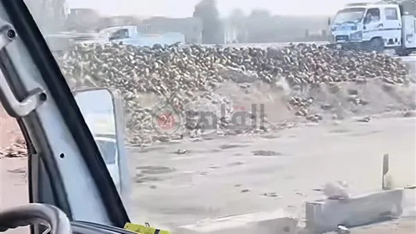 محملة بـ2 طن بنجر.. انقلاب سيارة نقل ثقيل على الطريق الإقليمي في المنوفية