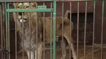 مديرة حديقة الحيوان بالإسكندرية تكشف حقيقة الصورة المتداولة للأسد الهزيل