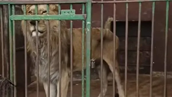 مديرة حديقة الحيوان بالإسكندرية تكشف حقيقة الصورة المتداولة للأسد الهزيل