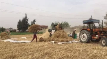 مصرع ربة منزل إثر اصطدامها بسير ماكينة دريس القمح في بني سويف