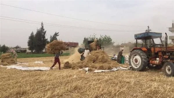 مصرع ربة منزل إثر اصطدامها بسير ماكينة دريس القمح في بني سويف مصرع ربة منزل إثر اصطدامها بسير ماكينة دريس القمح في بني سويف