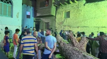 مصرع مُسنة سقطت عليها شجرة في سوهاج