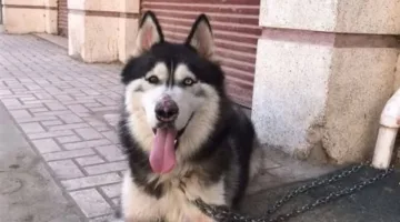 نقابة الطب البيطري بالغربية عن واقعة كلب هاسكي طنطا: تابعنا ردود الأفعال وننتظر نتائج التحقيقات