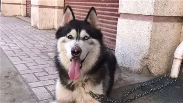 نقابة الطب البيطري بالغربية عن واقعة كلب هاسكي طنطا: تابعنا ردود الأفعال وننتظر نتائج التحقيقات