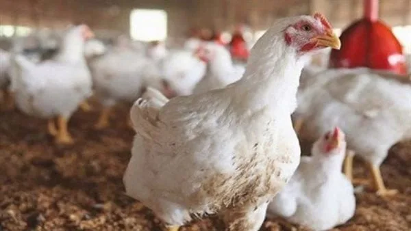 هبوط كبير.. أسعار الفراخ البيضاء تتراجع 23 جنيها في الأسواق منذ عيد الفطر