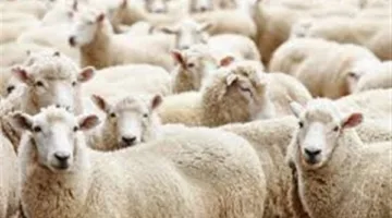 هل يجوز إخراج الأضحية في صورة لحم أو مال للفقراء؟.. الإفتاء تجيب