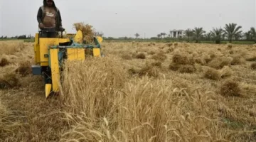 وزير المالية: سددنا 6 مليارات جنيه للمزارعين منذ بداية توريد محصول القمح