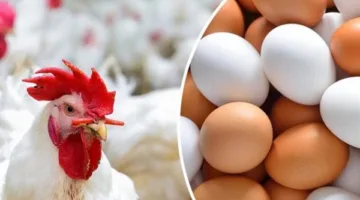 أسعار البيض والدواجن اليوم الأحد 4 مايو 2025 بالأسواق المحلية